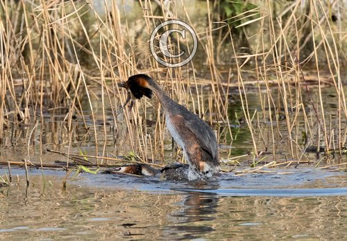   Great Crested Grebs DM1709